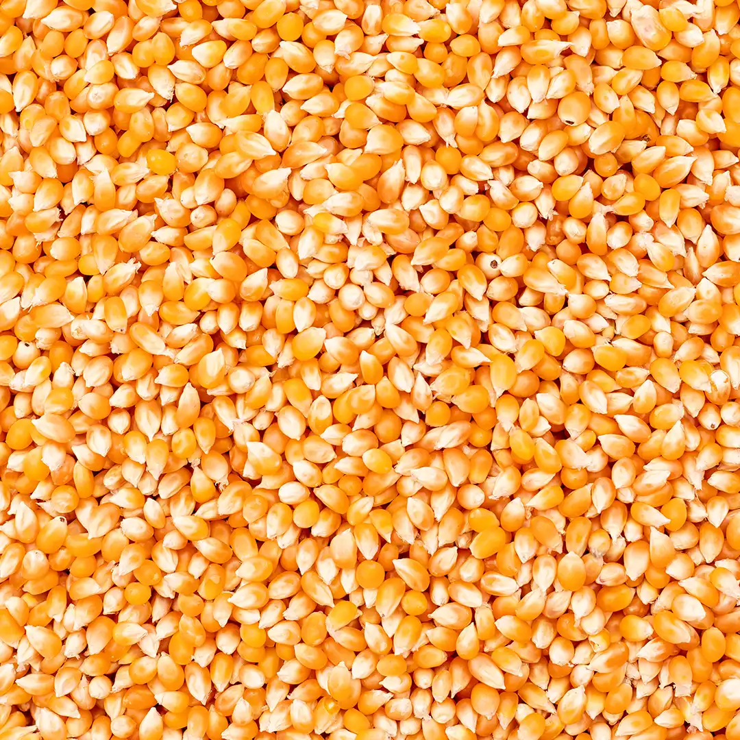 Corn Grit